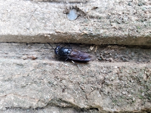 Unknown species found near Loudoun County, US-VA, US