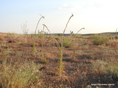 Reseda suffruticosa