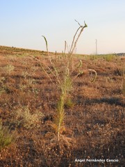 Reseda suffruticosa