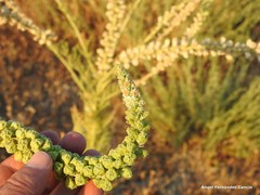 Reseda suffruticosa