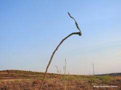 Reseda suffruticosa