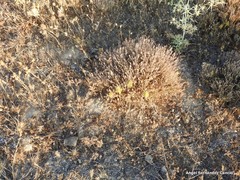 Thymus zygis sylvestris