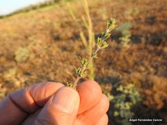 Thymus zygis sylvestris