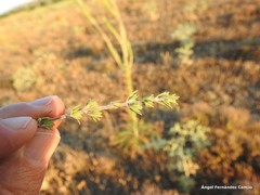Thymus zygis sylvestris