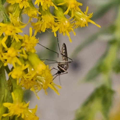 Unknown species found near Field Museum, Chicago, IL 60605, USA