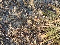 Reseda suffruticosa