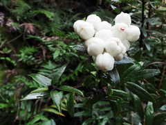 Gaultheria hispida