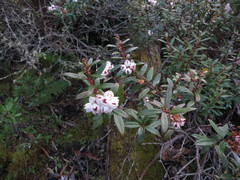 Gaultheria hispida