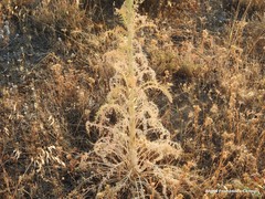 Reseda suffruticosa