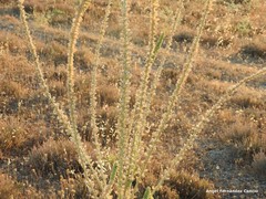 Reseda suffruticosa