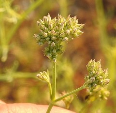 Gypsophila struthium