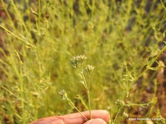 Gypsophila struthium