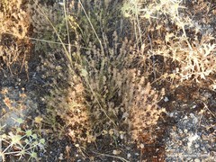 Thymus zygis sylvestris