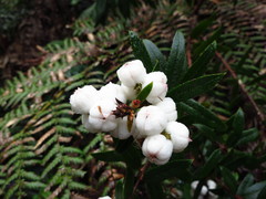 Gaultheria hispida