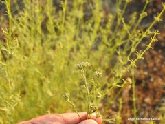 Gypsophila struthium