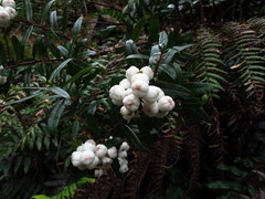 Gaultheria hispida