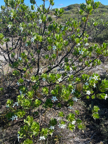 Sticky tailflower (Anthocercis viscosa)
