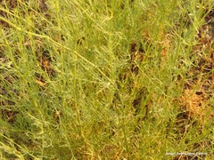 Gypsophila struthium