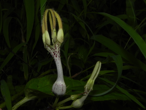 Image of Ceropegia vincifolia by no rights reserved