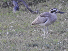 Esacus recurvirostris