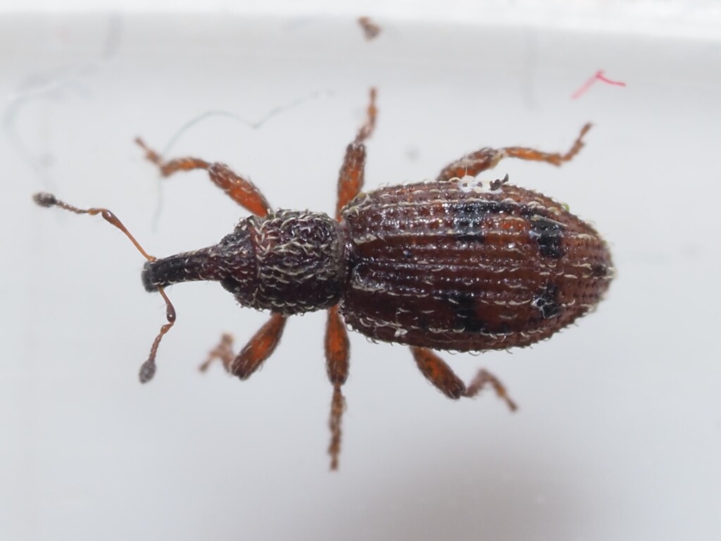 Orthochaetes insignis