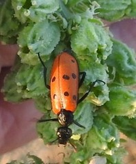 Hycleus scutellatus