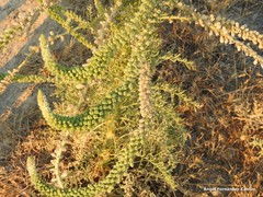 Reseda suffruticosa