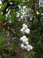 Gaultheria hispida