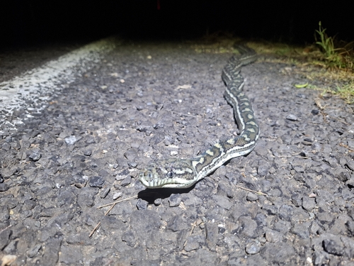 Coastal Carpet Python sighting