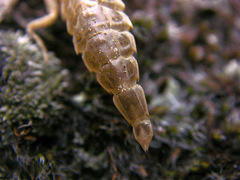 Stylurus flavipes
