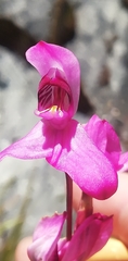 Disa venosa