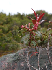 Gaultheria hispida
