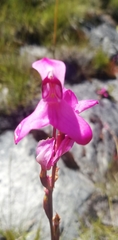 Disa venosa