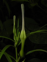 Ceropegia attenuata