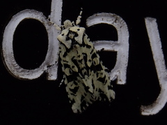 Lithophane venusta