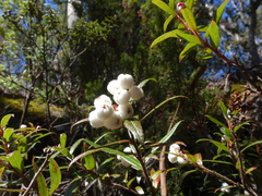 Gaultheria hispida