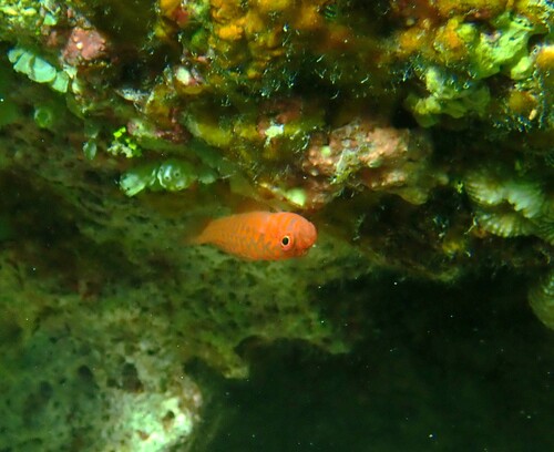 Trimma okinawae observed 2025-10-20