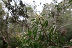 Gaultheria hispida