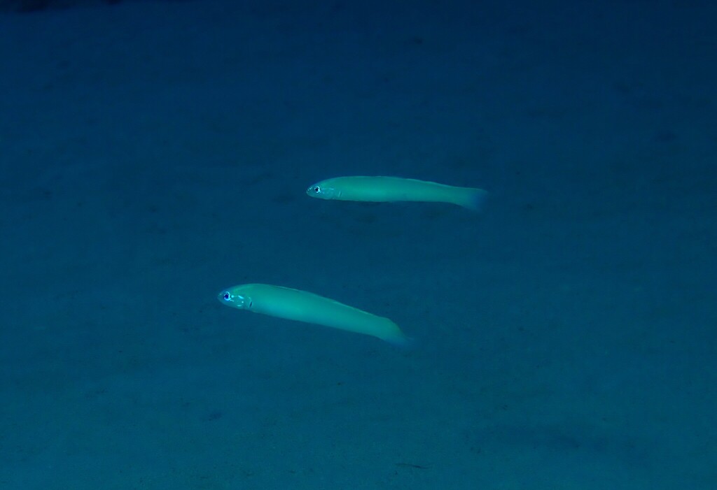 Blue gudgeon dartfish (Ptereleotris microlepis) — Microdesmidae
