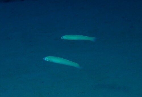Blue gudgeon dartfish (Ptereleotris microlepis) — Microdesmidae