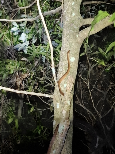 Brown Tree Snake sighting