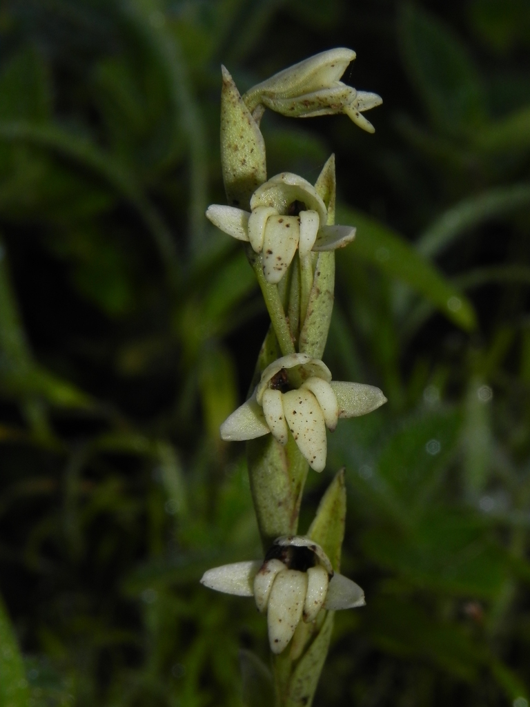 Habenaria heyneana