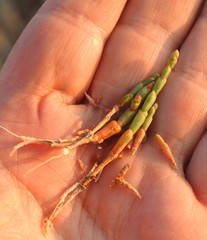 Hammada articulata