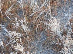 Hammada articulata