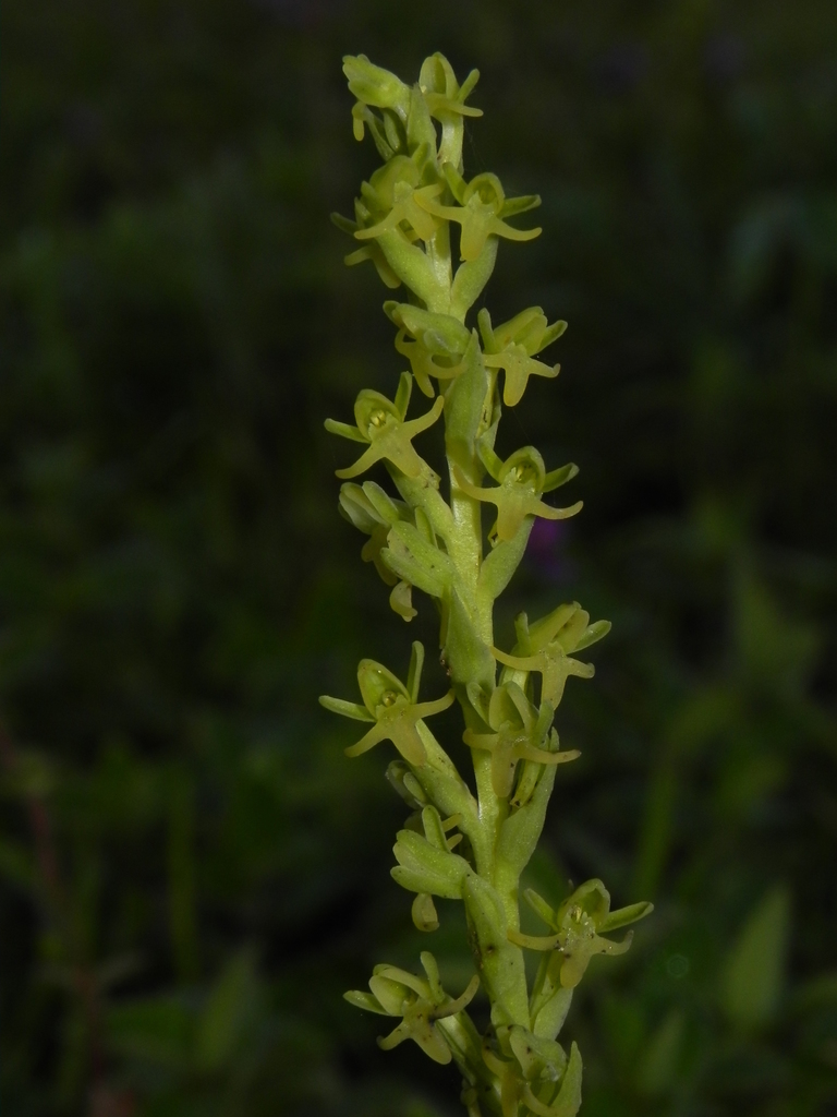 Peristylus densus
