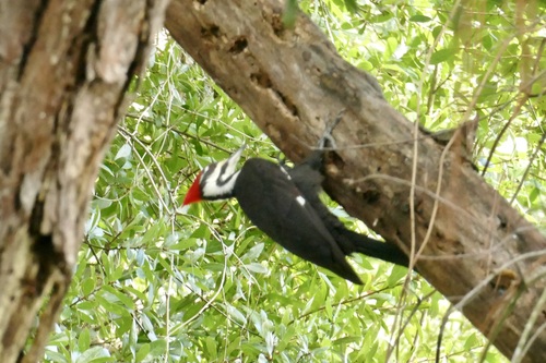 Pileated Woodpecker
