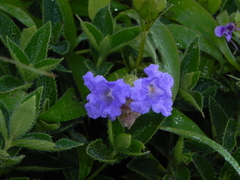 Strobilanthes sessilis