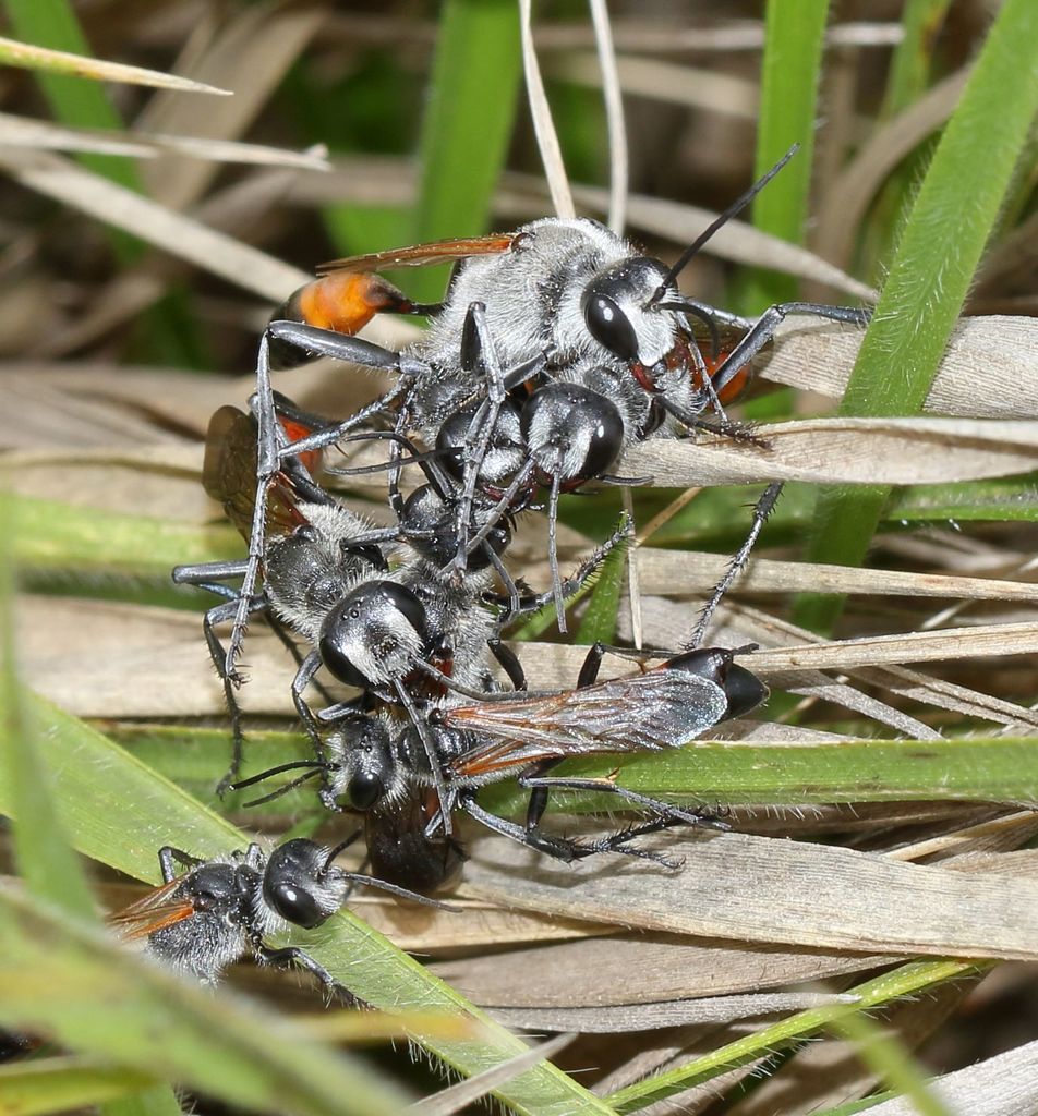 Podalonia canescens