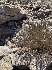 Polygala scoparioides