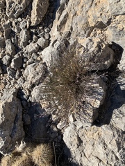 Polygala scoparioides